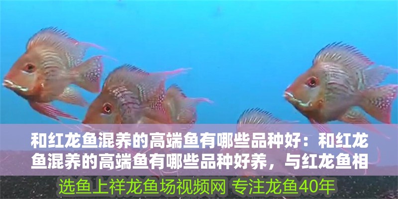 和紅龍魚混養的高端魚有哪些品種好：和紅龍魚混養的高端魚有哪些品種好養，與紅龍魚相得益彰的高端混養魚類優選
