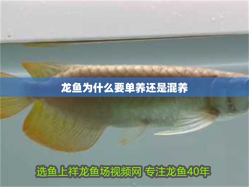龍魚為什么要單養(yǎng)還是混養(yǎng)