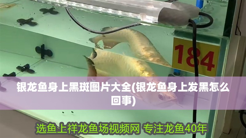銀龍魚身上黑斑圖片大全(銀龍魚身上發黑怎么回事)