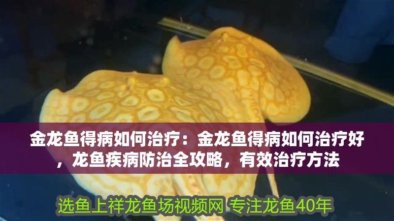 金龍魚得病如何治療：金龍魚得病如何治療好，龍魚疾病防治全攻略，有效治療方法