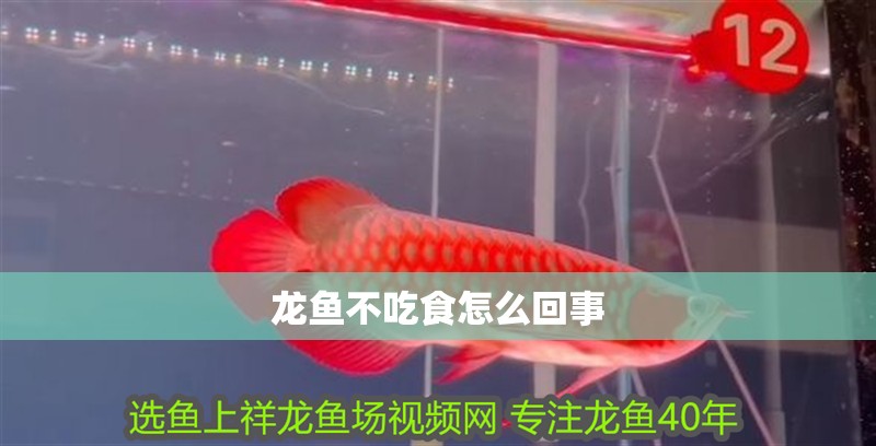 龍魚不吃食怎么回事 龍魚不吃食怎么回事 龍魚百科