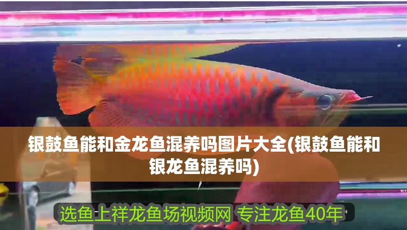 銀鼓魚能和金龍魚混養嗎圖片大全(銀鼓魚能和銀龍魚混養嗎) 銀鼓魚能和金龍魚混養嗎圖片大全(銀鼓魚能和銀龍魚混養嗎) 銀龍魚百科