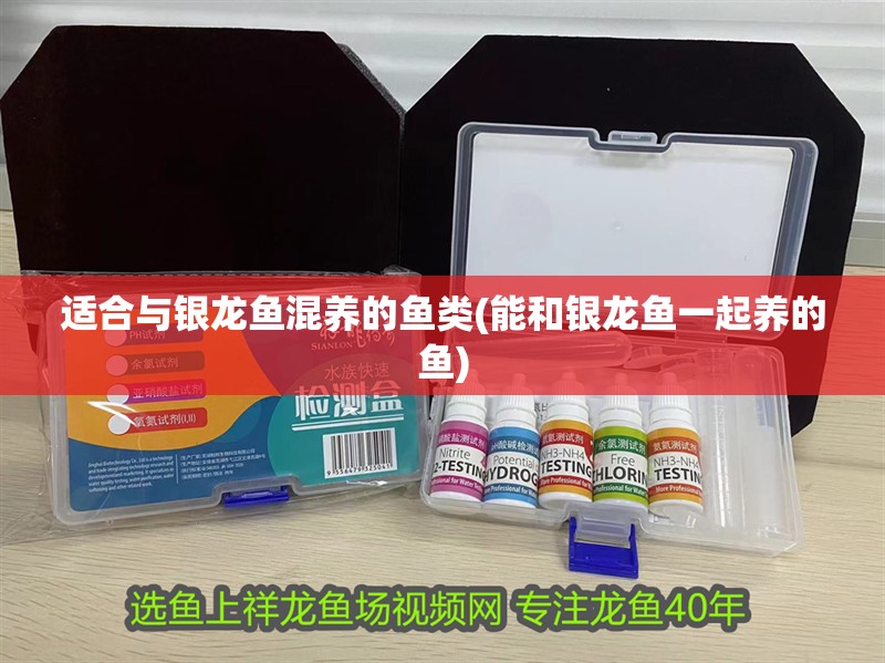 適合與銀龍魚混養的魚類(能和銀龍魚一起養的魚)