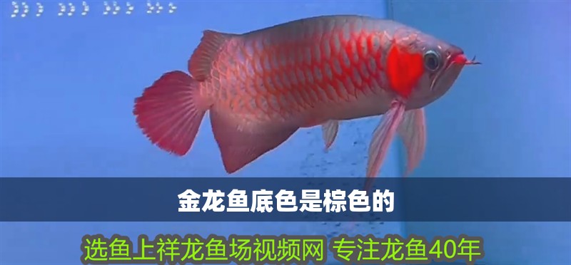 金龍魚底色是棕色的