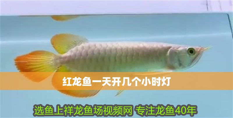紅龍魚一天開幾個小時燈 紅龍魚一天開幾個小時燈 龍魚百科