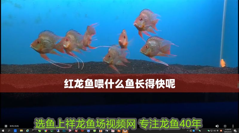 紅龍魚喂什么魚長得快呢