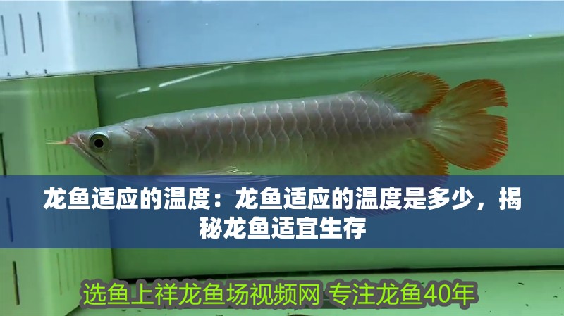 龍魚適應(yīng)的溫度：龍魚適應(yīng)的溫度是多少，揭秘龍魚適宜生存