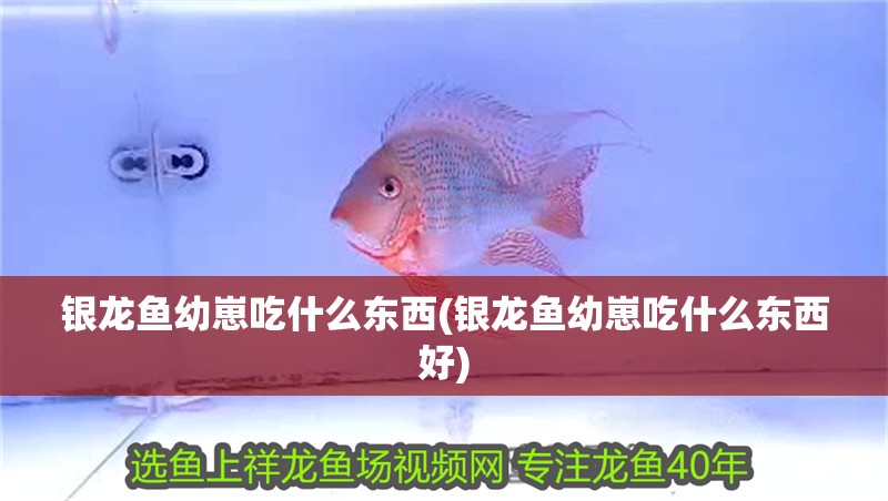 銀龍魚幼崽吃什么東西(銀龍魚幼崽吃什么東西好)