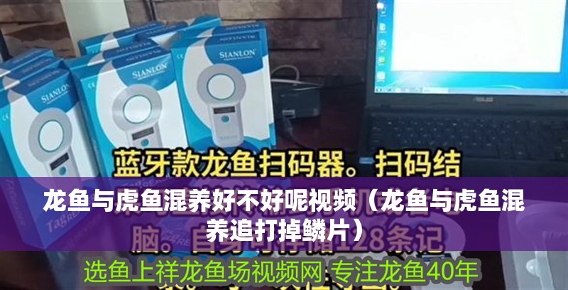龍魚與虎魚混養好不好呢視頻（龍魚與虎魚混養追打掉鱗片）
