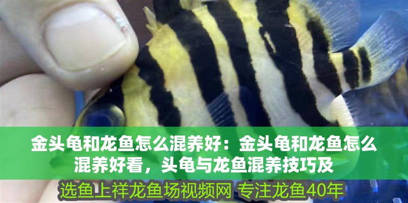 金頭龜和龍魚怎么混養好:金頭龜和龍魚怎么混養好看,頭龜與龍魚混養技巧及 水族問答 金頭龜和龍魚怎么混養好:金頭龜和龍魚怎么混養好看,頭龜與龍魚混養技巧及 金頭龜和龍魚怎么混養好:金頭龜和龍魚怎么混養好看,頭龜與龍魚混養技巧及 水族問答