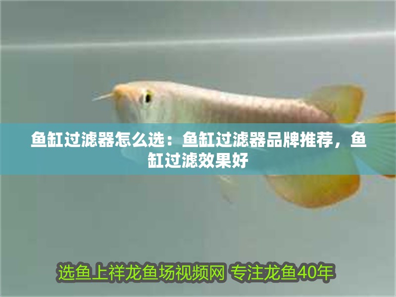 魚缸過濾器怎么選：魚缸過濾器品牌推薦，魚缸過濾效果好