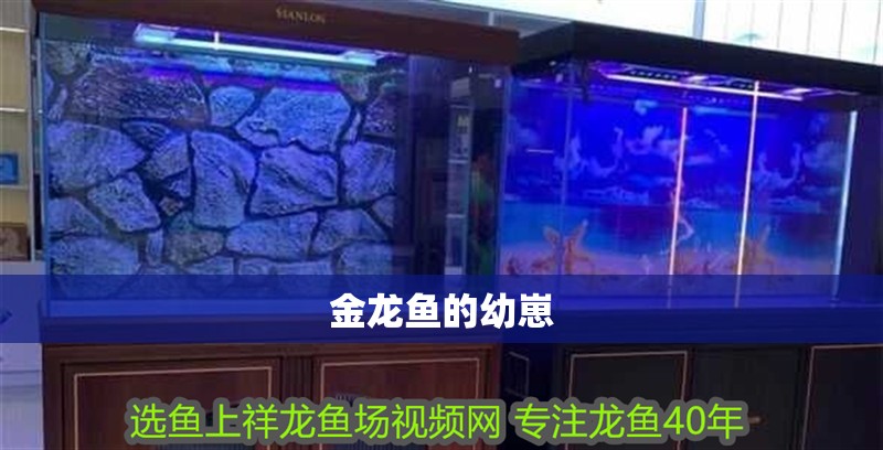 金龍魚的幼崽