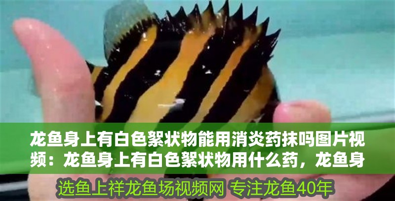 龍魚身上有白色絮狀物能用消炎藥抹嗎圖片視頻：龍魚身上有白色絮狀物用什么藥，龍魚身上現白色絮狀物，能否用消炎藥及用藥指南 龍魚身上有白色絮狀物能用消炎藥抹嗎圖片視頻：龍魚身上有白色絮狀物用什么藥，龍魚身上現白色絮狀物，能否用消炎藥及用藥指南 水族問答