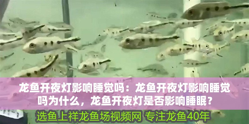 龍魚開夜燈影響睡覺嗎：龍魚開夜燈影響睡覺嗎為什么，龍魚開夜燈是否影響睡眠？