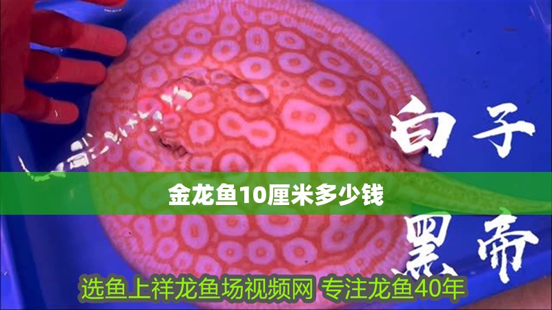 金龍魚10厘米多少錢