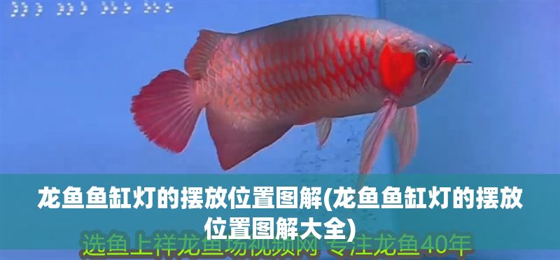 龍魚魚缸燈的擺放位置圖解(龍魚魚缸燈的擺放位置圖解大全)
