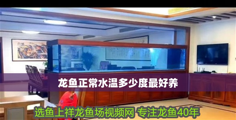 龍魚正常水溫多少度最好養 龍魚正常水溫多少度最好養 龍魚百科