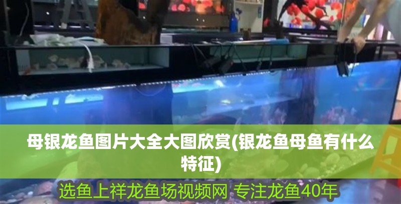 母銀龍魚(yú)圖片大全大圖欣賞(銀龍魚(yú)母魚(yú)有什么特征)
