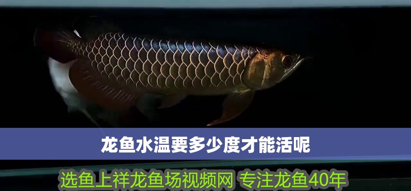 龍魚水溫要多少度才能活呢