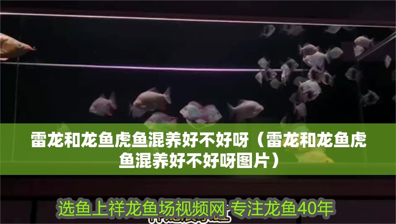 雷龍和龍魚虎魚混養(yǎng)好不好呀（雷龍和龍魚虎魚混養(yǎng)好不好呀圖片）