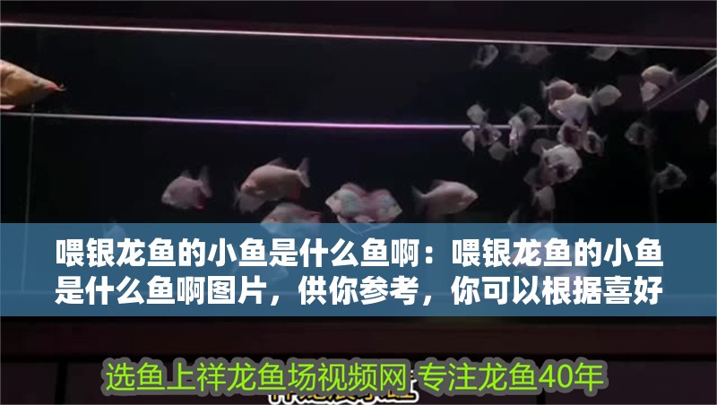 喂銀龍魚的小魚是什么魚啊:喂銀龍魚的小魚是什么魚啊圖片,供你參考,你可以根據喜好進行選擇,,揭秘!喂銀龍魚所用的小魚究竟是何種魚類?附圖解析,速看????喂銀龍魚的小魚品種大公開,高清圖片來襲!,深度探秘,用來喂養銀龍魚的小魚到底是什么魚?有 水族問答 喂銀龍魚的小魚是什么魚啊:喂銀龍魚的小魚是什么魚啊圖片,供你參考,你可以根據喜好進行選擇,,揭秘!喂銀龍魚所用的小魚究竟是何種魚類?附圖解析,速看????喂銀龍魚的小魚品種大公開,高清圖片來襲!,深度探秘,用來喂養銀龍魚的小魚到底是什么魚?有 喂銀龍魚的小魚是什么魚啊:喂銀龍魚的小魚是什么魚啊圖片,供你參考,你可以根據喜好進行選擇,,揭秘!喂銀龍魚所用的小魚究竟是何種魚類?附圖解析,速看????喂銀龍魚的小魚品種大公開,高清圖片來襲!,深度探秘,用來喂養銀龍魚的小魚到底是什么魚?有 水族問答