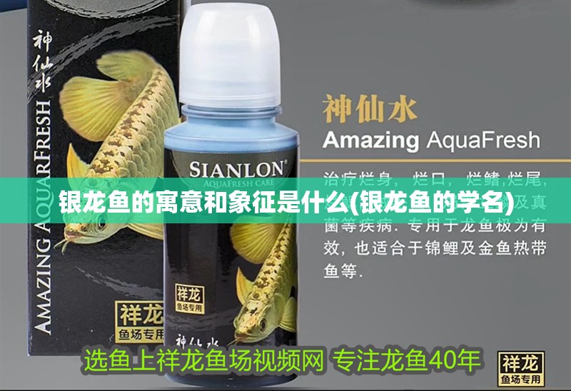 銀龍魚的寓意和象征是什么(銀龍魚的學名) 銀龍魚的寓意和象征是什么(銀龍魚的學名) 銀龍魚百科