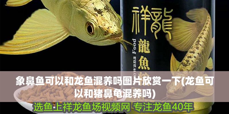 象鼻魚可以和龍魚混養嗎圖片欣賞一下(龍魚可以和豬鼻龜混養嗎)