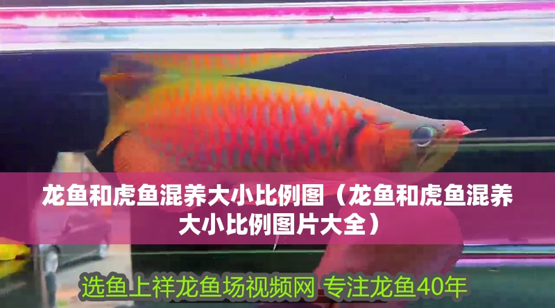 龍魚和虎魚混養(yǎng)大小比例圖（龍魚和虎魚混養(yǎng)大小比例圖片大全）