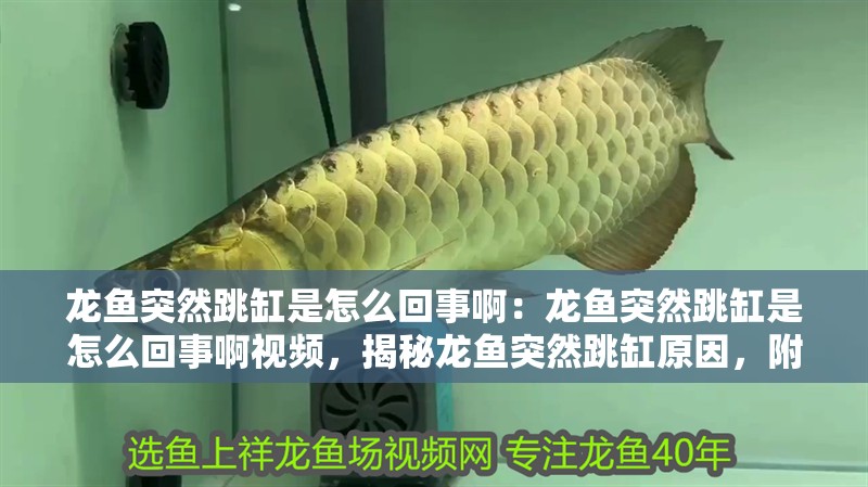 龍魚突然跳缸是怎么回事?。糊堲~突然跳缸是怎么回事啊視頻，揭秘龍魚突然跳缸原因，附