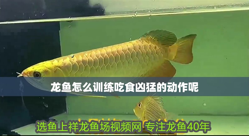 龍魚怎么訓(xùn)練吃食兇猛的動(dòng)作呢