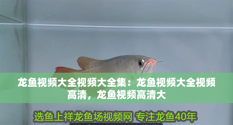龍魚視頻大全視頻大全集：龍魚視頻大全視頻高清，龍魚視頻高清大