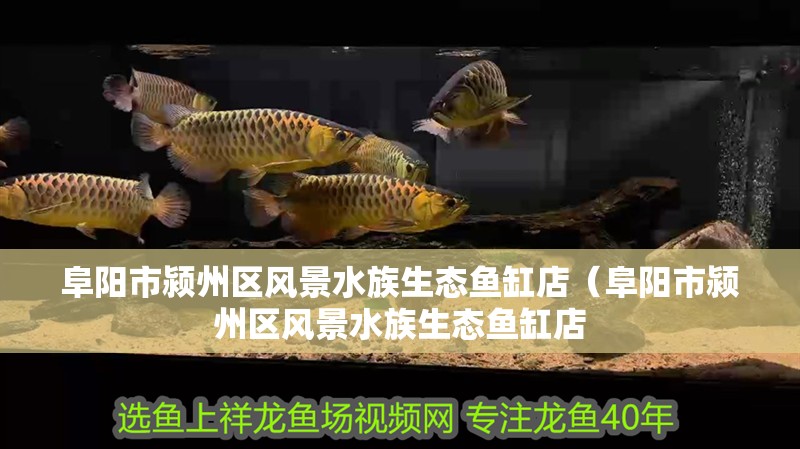 阜陽市潁州區(qū)風景水族生態(tài)魚缸店（阜陽市潁州區(qū)風景水族生態(tài)魚缸店