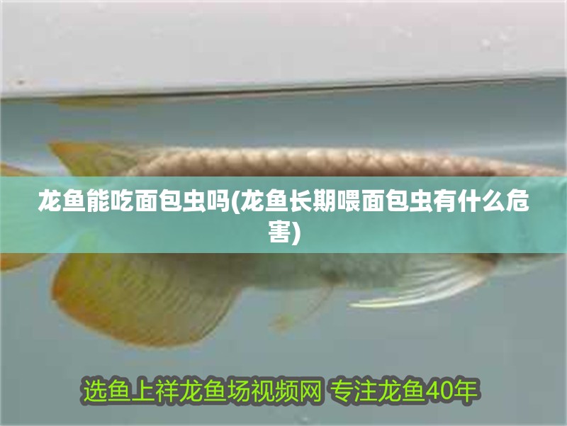 龍魚能吃面包蟲嗎(龍魚長期喂面包蟲有什么危害)