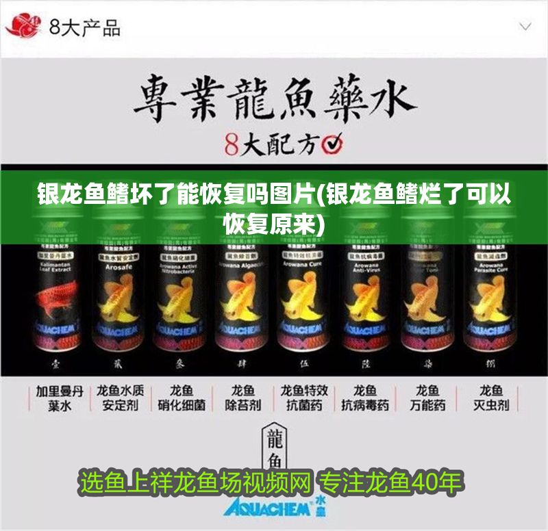銀龍魚鰭壞了能恢復嗎圖片(銀龍魚鰭爛了可以恢復原來)