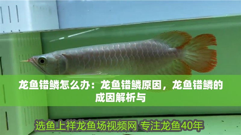 龍魚錯鱗怎么辦：龍魚錯鱗原因，龍魚錯鱗的成因解析與