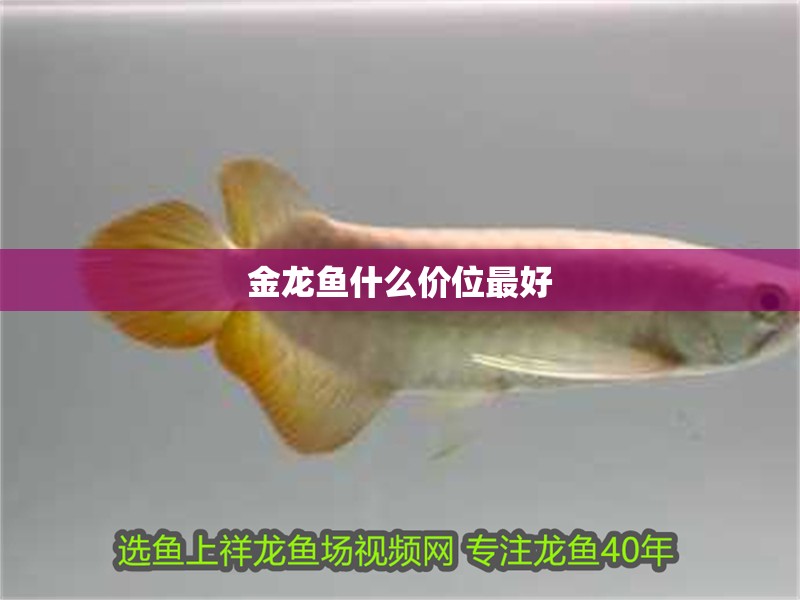 金龍魚什么價位最好
