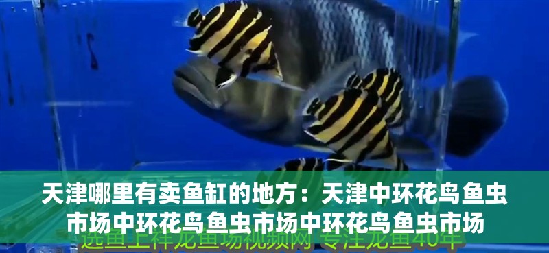 魚缸造景先放沙還是先放水(魚缸造景先鋪沙還是先放石頭) 天津哪里有賣魚缸的地方:天津中環(huán)花鳥魚蟲市場中環(huán)花鳥魚蟲市場中環(huán)花鳥魚蟲市場 魚缸百科 天津哪里有賣魚缸的地方:天津中環(huán)花鳥魚蟲市場中環(huán)花鳥魚蟲市場中環(huán)花鳥魚蟲市場 天津哪里有賣魚缸的地方:天津中環(huán)花鳥魚蟲市場中環(huán)花鳥魚蟲市場中環(huán)花鳥魚蟲市場 魚缸百科