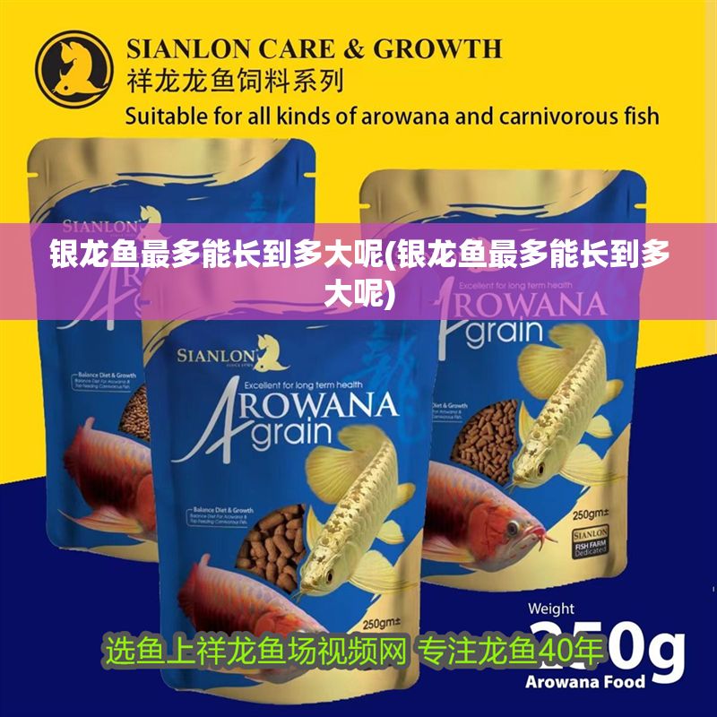 銀龍魚最多能長到多大呢(銀龍魚最多能長到多大呢)