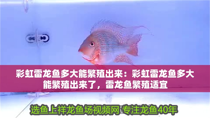 彩虹雷龍魚多大能繁殖出來：彩虹雷龍魚多大能繁殖出來了，雷龍魚繁殖適宜
