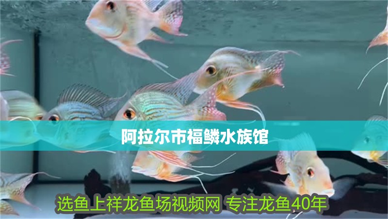 阿拉爾市福鱗水族館 阿拉爾市福鱗水族館 全國水族館企業名錄 第2張