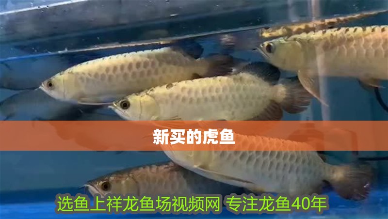 魚缸過濾器選購指南:自制魚缸過濾器魚缸上置過濾器對于養魚愛好者的必備知識 新買的虎魚 虎魚百科 新買的虎魚 新買的虎魚 虎魚百科