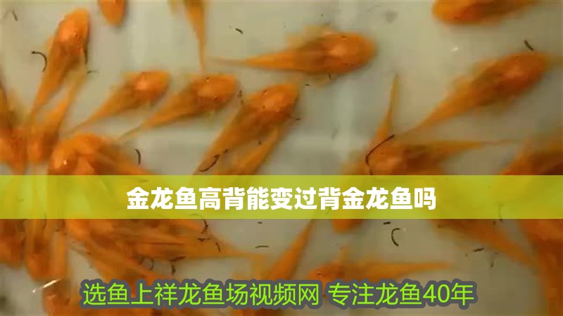 金龍魚高背能變過背金龍魚嗎