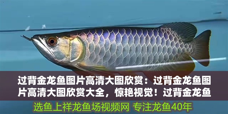 過背金龍魚圖片高清大圖欣賞：過背金龍魚圖片高清大圖欣賞大全，驚艷視覺！過背金龍魚高清大圖全覽 過背金龍魚圖片高清大圖欣賞：過背金龍魚圖片高清大圖欣賞大全，驚艷視覺！過背金龍魚高清大圖全覽 水族問答