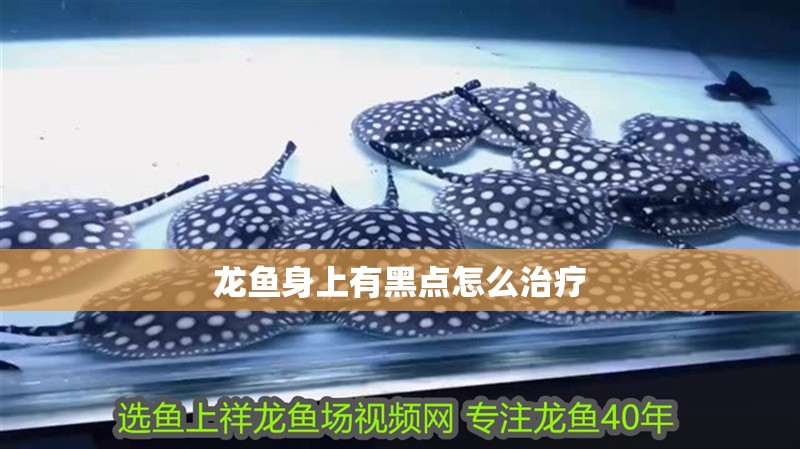 龍魚身上有黑點怎么治療