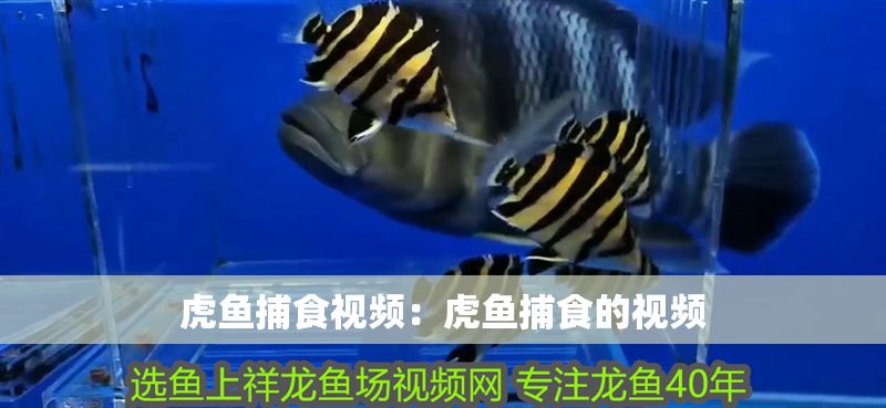 虎魚捕食視頻：虎魚捕食的視頻