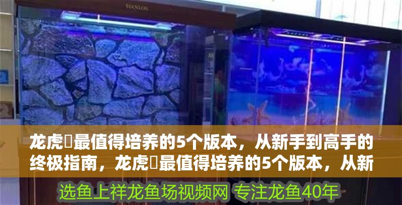 龍虎魟最值得培養的5個版本,從新手到高手的終極指南,龍虎魟最值得培養的5個版本,從新手到高手的終極指南 龍魚百科 第1張 龍虎魟最值得培養的5個版本,從新手到高手的終極指南,龍虎魟最值得培養的5個版本,從新手到高手的終極指南 龍虎魟最值得培養的5個版本,從新手到高手的終極指南,龍虎魟最值得培養的5個版本,從新手到高手的終極指南 龍魚百科 第1張