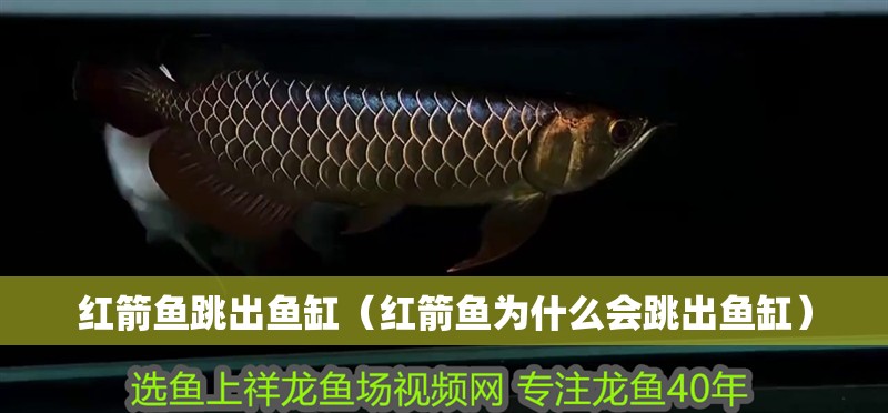 紅箭魚跳出魚缸（紅箭魚為什么會跳出魚缸）