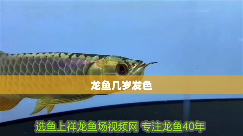 龍魚幾歲發色 龍魚幾歲發色 龍魚百科