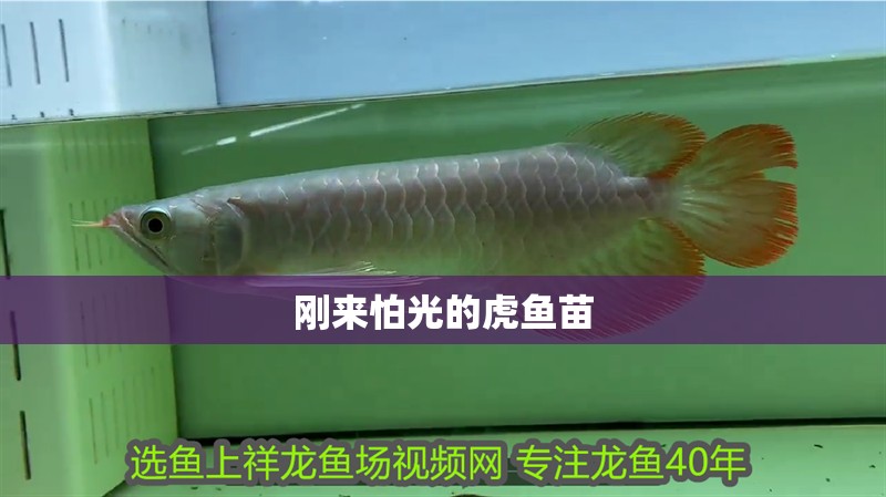 剛來怕光的虎魚苗