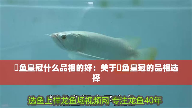 魟魚皇冠什么品相的好：關于魟魚皇冠的品相選擇